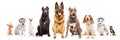 Group of dogs of different breeds sitting together Royalty Free Stock Photo
