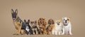 Group of dogs of different sizes and breeds looking at the camera, some cute, panting or happy, together in a row on brown pastel Royalty Free Stock Photo