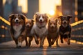 Group of dogs enjoys a sunset stroll in New York City Royalty Free Stock Photo