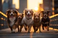 Group of dogs enjoys a sunset stroll in New York City