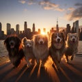 Group of dogs enjoys a sunset stroll in New York City Royalty Free Stock Photo