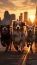 Group of dogs enjoys a sunset stroll in New York City Royalty Free Stock Photo