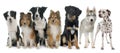 Group of dogs Royalty Free Stock Photo