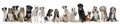 Group of dogs Royalty Free Stock Photo