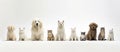 a group of dogs Royalty Free Stock Photo