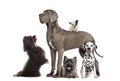 Group of dogs Royalty Free Stock Photo