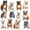Group of dogs. Isolated over white background. 3d rendering Royalty Free Stock Photo