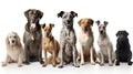 Group of Dogs Isolated on White Background. Generative ai Royalty Free Stock Photo