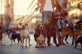 Group of dogs with man and leash ready to go for a walk