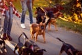 Group of dogs with man and woman and leash ready to go for a walk Royalty Free Stock Photo