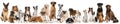 Group of dogs Royalty Free Stock Photo