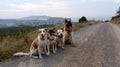 Group of dogs on a mountain road