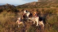 Group of dogs in the mountains