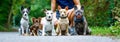 Dogs with leash and owner ready to go for a walk Royalty Free Stock Photo