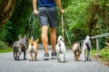 Dogs with leash and owner ready to go for a walk Royalty Free Stock Photo