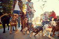 Group of dogs in the park walking with dog walker Royalty Free Stock Photo
