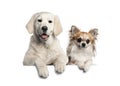 Group of dogs, pets, leaning on a white empty board Royalty Free Stock Photo