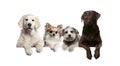 Group of dogs, pets, leaning on a white empty board Royalty Free Stock Photo