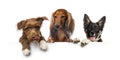 Group of dogs, pets, leaning on a white empty board Royalty Free Stock Photo
