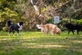 Group of dogs playing around in the park Royalty Free Stock Photo