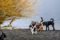 Group of dogs playing on beach of Lake Washington in off leash dog park in Luther Burbank Park on Mercer Island, WA Royalty Free Stock Photo