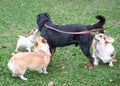 Group of dogs playing in the field. Dog social concept Royalty Free Stock Photo