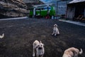 Group of dogs playing outdoors Royalty Free Stock Photo