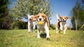 Group of dogs playing Royalty Free Stock Photo