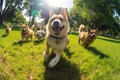 A group of dogs playing and running together in the park. Generative AI Royalty Free Stock Photo