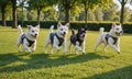 group dogs running in field Royalty Free Stock Photo