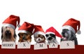 Group of dogs with santa claus hats Royalty Free Stock Photo