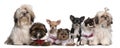 Group of dogs sitting Royalty Free Stock Photo