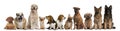 Group of dogs sitting against white background Royalty Free Stock Photo