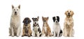 Group of dogs sitting Royalty Free Stock Photo