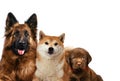 Group of dogs sitting in front of a white background Royalty Free Stock Photo