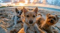 Group of Dogs Sitting on Sandy Beach