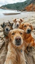 Group of Dogs Sitting on Sandy Beach