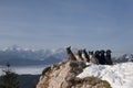 Group of dogs sitting on top of the mountains