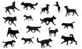 Group of dogs various breed. Black dog silhouette. Running, standing, walking, jumping dogs. Isolated on a white background. Pet Royalty Free Stock Photo