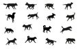 Group of dogs various breed. Black dog silhouette. Running, standing, walking, jumping dogs. Isolated on a white background. Pet Royalty Free Stock Photo