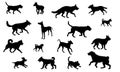 Group of dogs various breed. Black dog silhouette. Running, standing, walking, jumping dogs. Isolated on a white Royalty Free Stock Photo