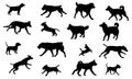 Group of dogs various breed. Black dog silhouette. Running, standing, walking, jumping dogs. Isolated on a white Royalty Free Stock Photo