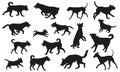 Group of dogs various breed. Black dog silhouette. Running, standing, walking, jumping, sniffing dogs. Isolated on a