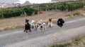 Group of 7 dogs on a walk on a mountain road