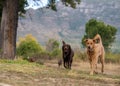 Group of dogs walking in a park Royalty Free Stock Photo