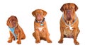 Group of the dogs wearing different accessories Royalty Free Stock Photo