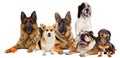 Group of dogs on a white background