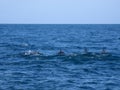 group of dolphins. Anakao. Mozambique Channel. Madagascar Royalty Free Stock Photo