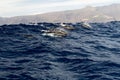 Group of Dolphins close to La Gomera