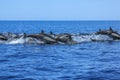 Group of Dolphins jumping Royalty Free Stock Photo